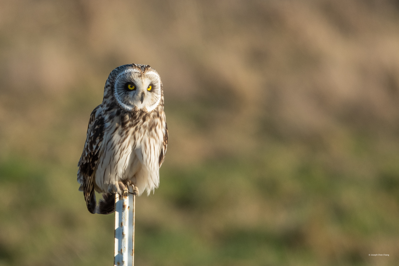 Short-Eared Owl at Fir Island