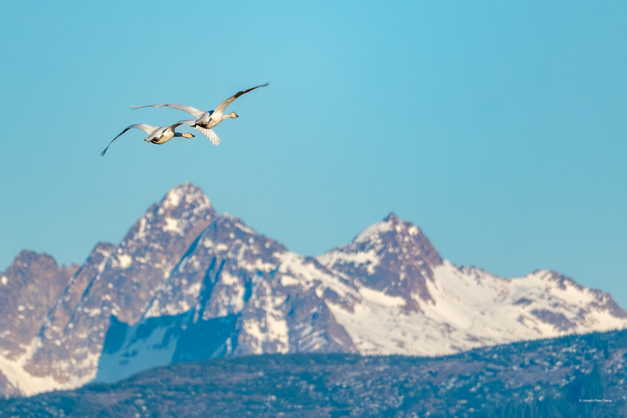 Trumpeter Swan at Fir Island