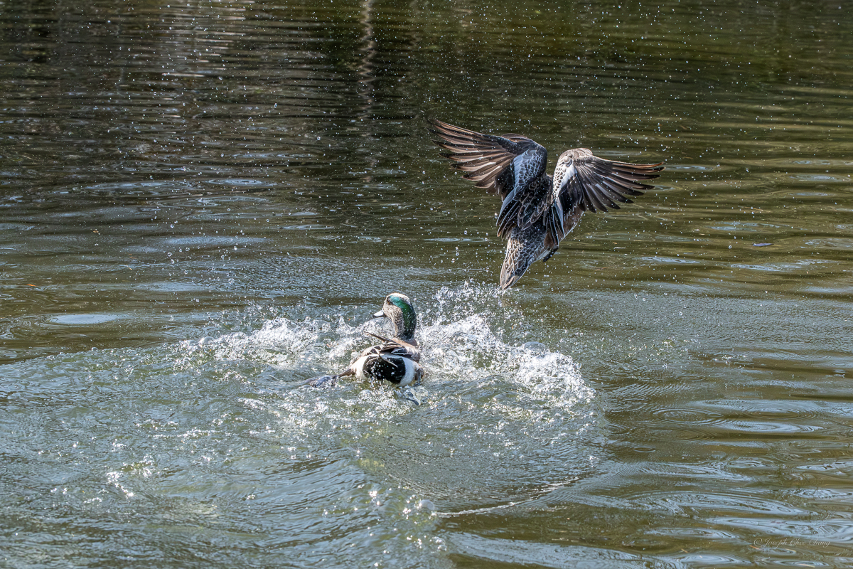 A-hole American Wigeon at George C. Reifel Migratory Bird Sanctuary