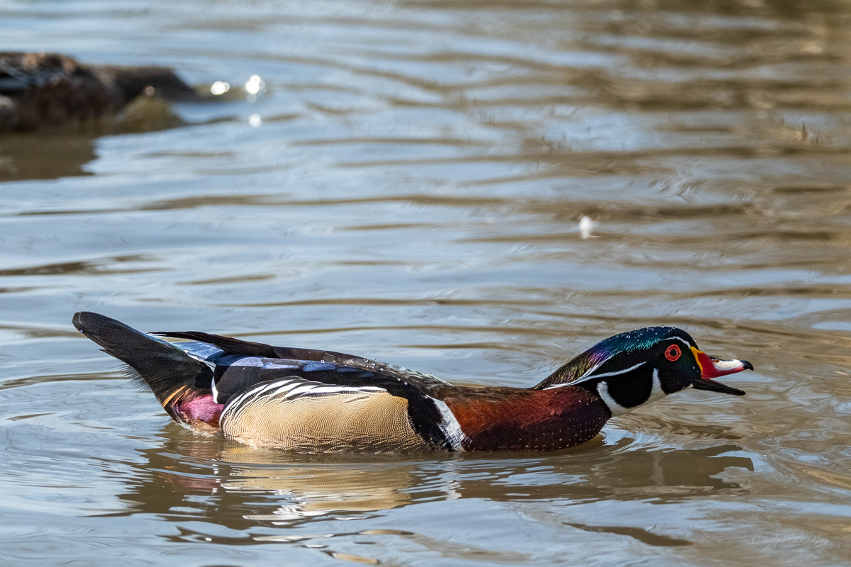 A-hole Wood Duck at George C. Reifel Migratory Bird Sanctuary