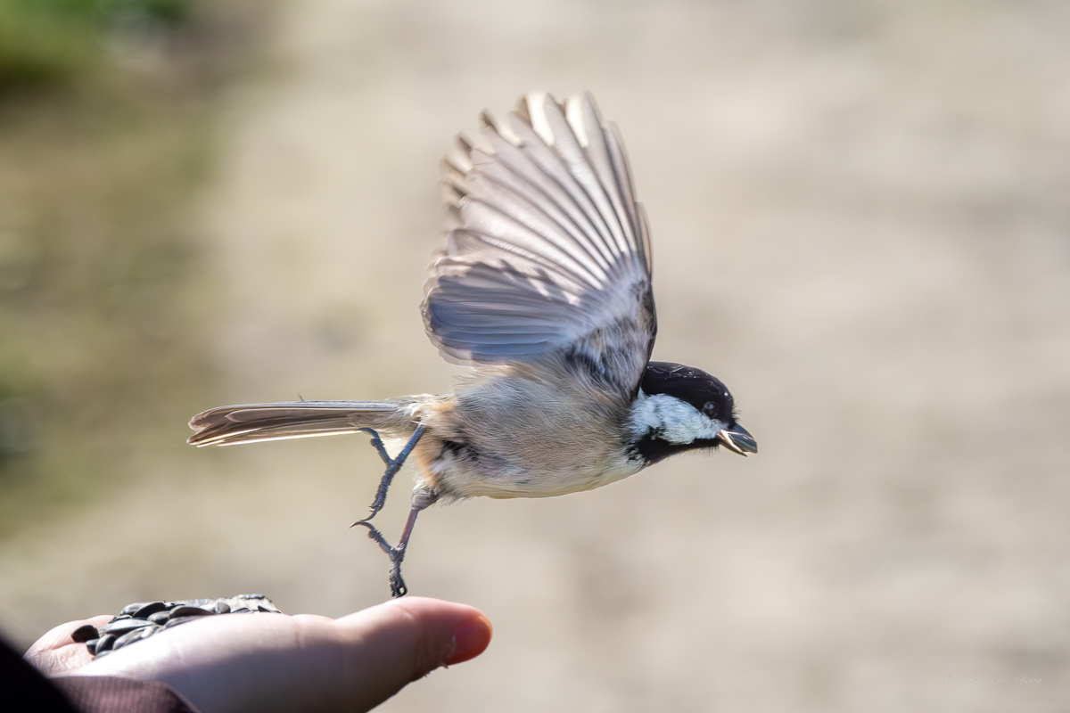 Black-capped Chickadee at George C. Reifel Migratory Bird Sanctuary