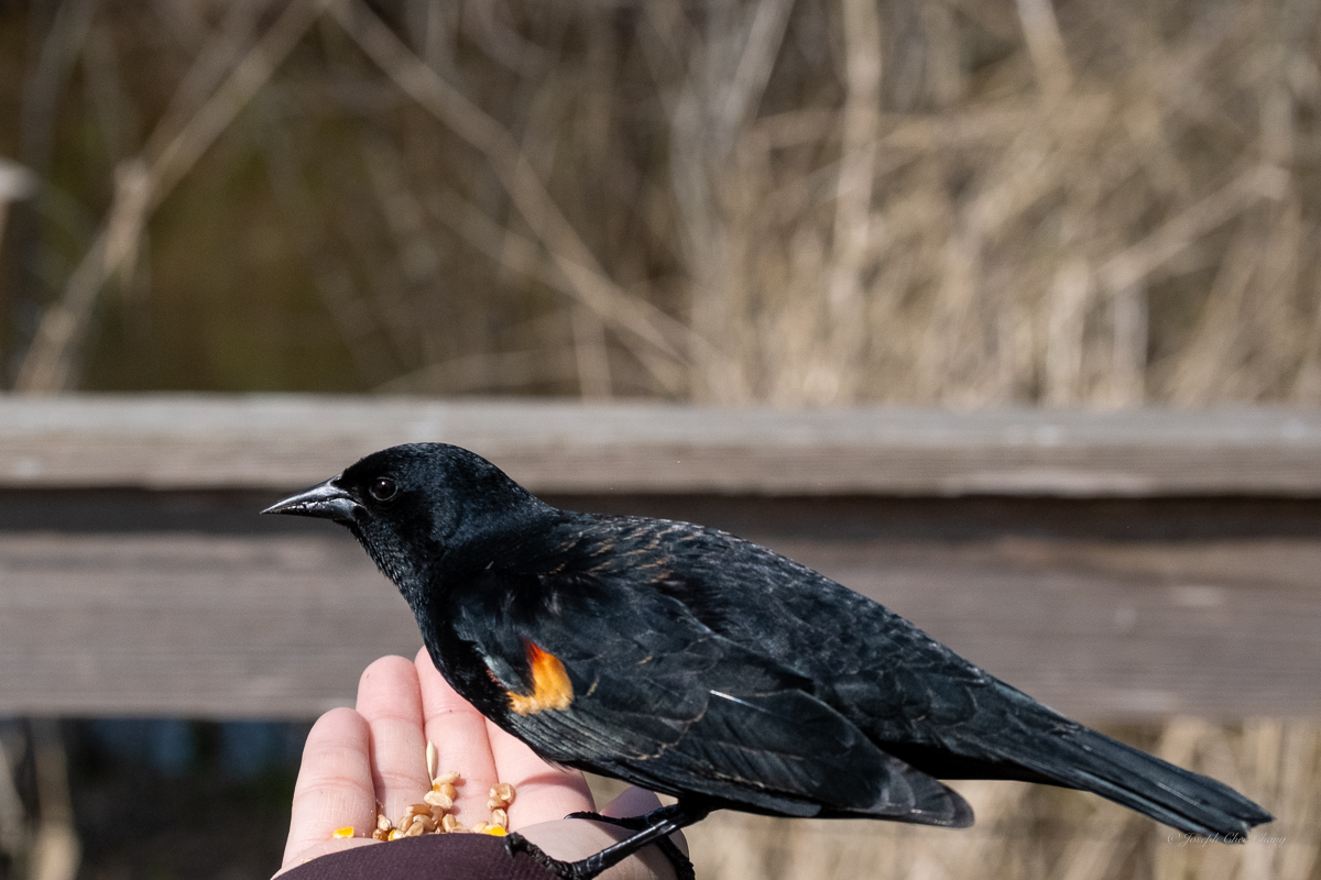 Red-winged Blackbird at George C. Reifel Migratory Bird Sanctuary