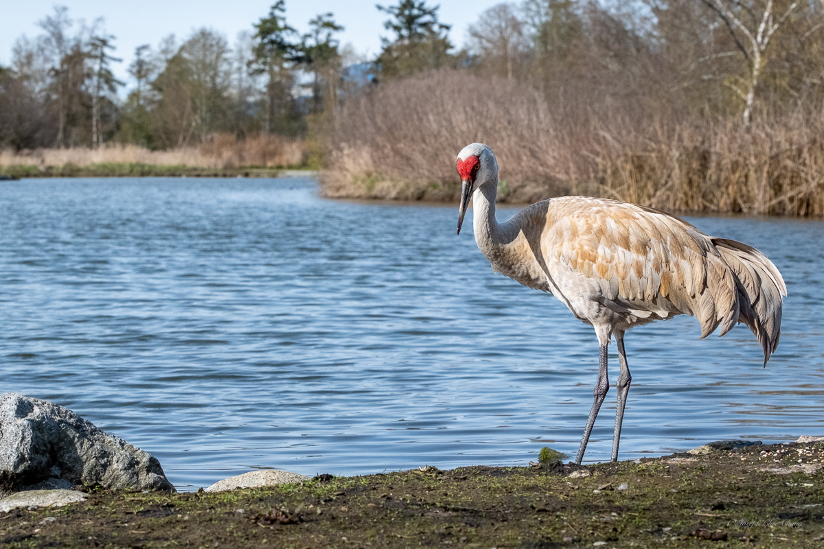 Sand Hill Crane at George C. Reifel Migratory Bird Sanctuary