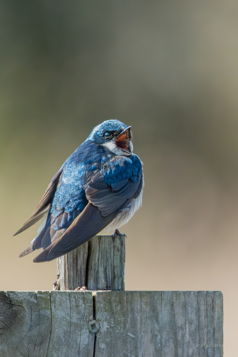 Tree Swallow at George C. Reifel Migratory Bird Sanctuary