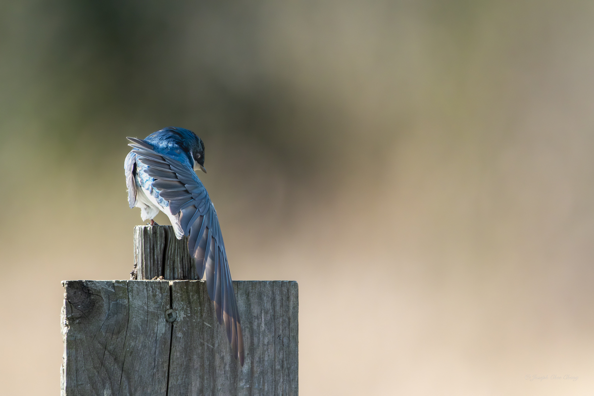 Tree Swallow at George C. Reifel Migratory Bird Sanctuary