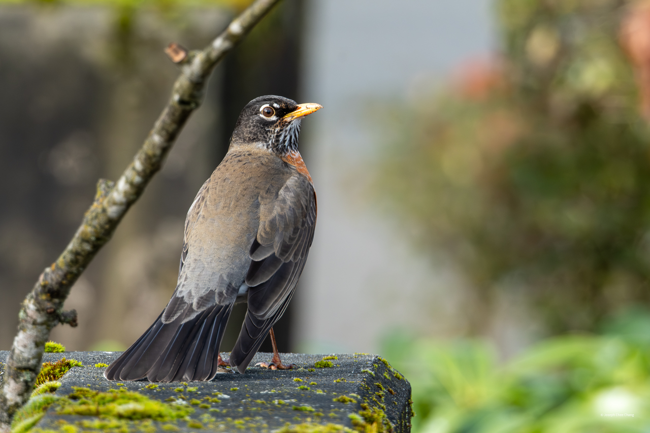 American Robin at Juanita Bay