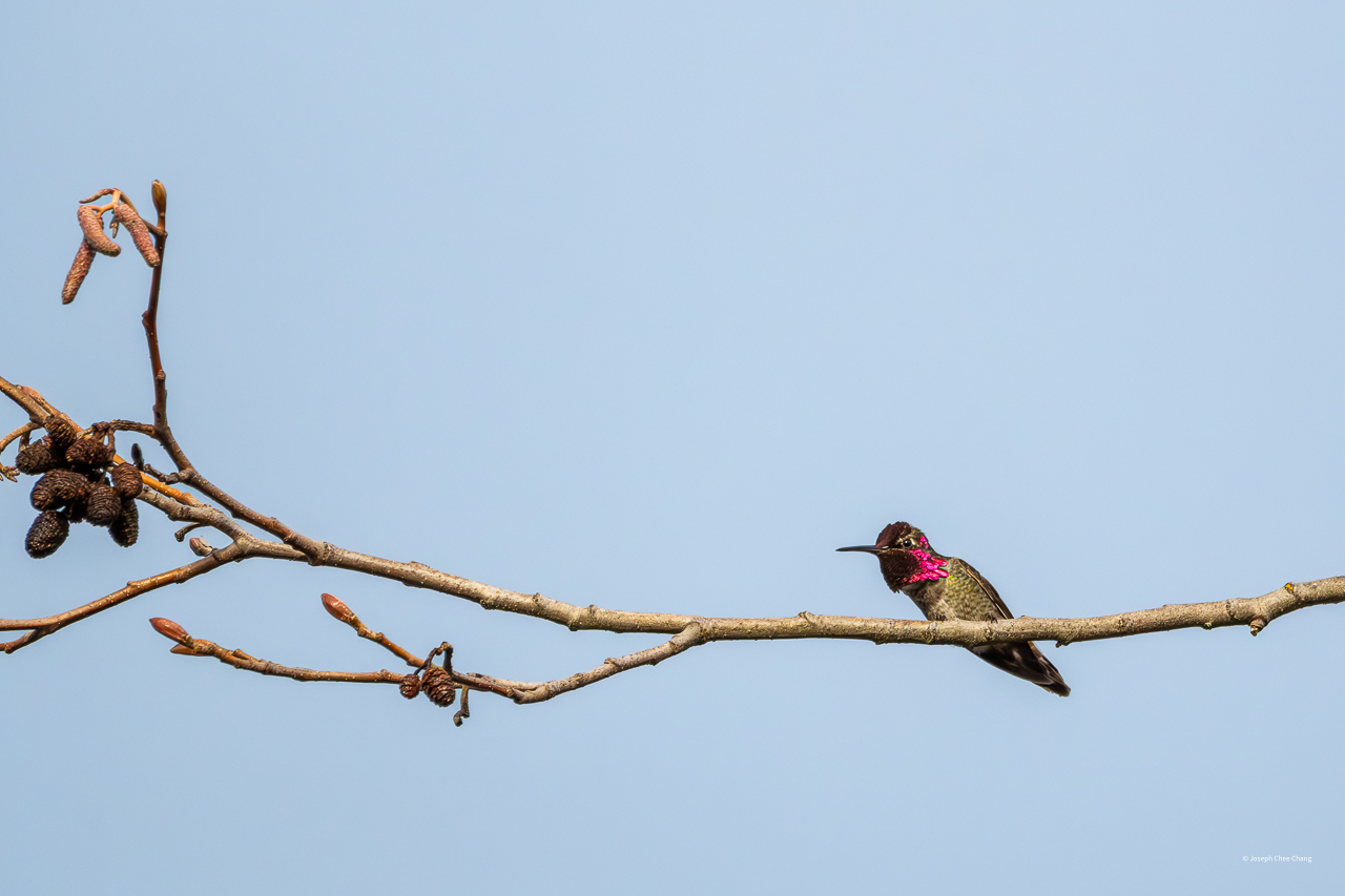 Anna's Humming Bird at Juanita Bay