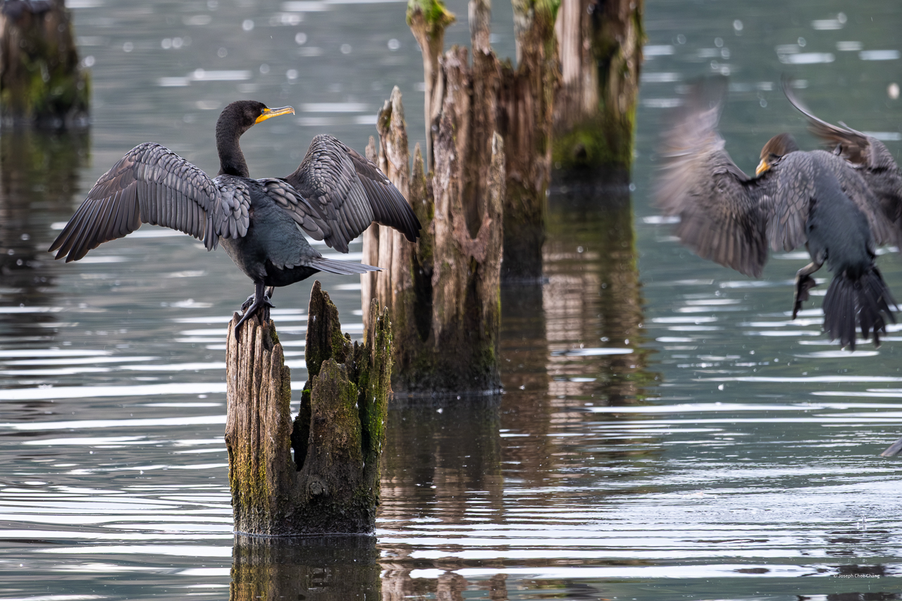 Double-chreasted Cormorant at Juanita Bay