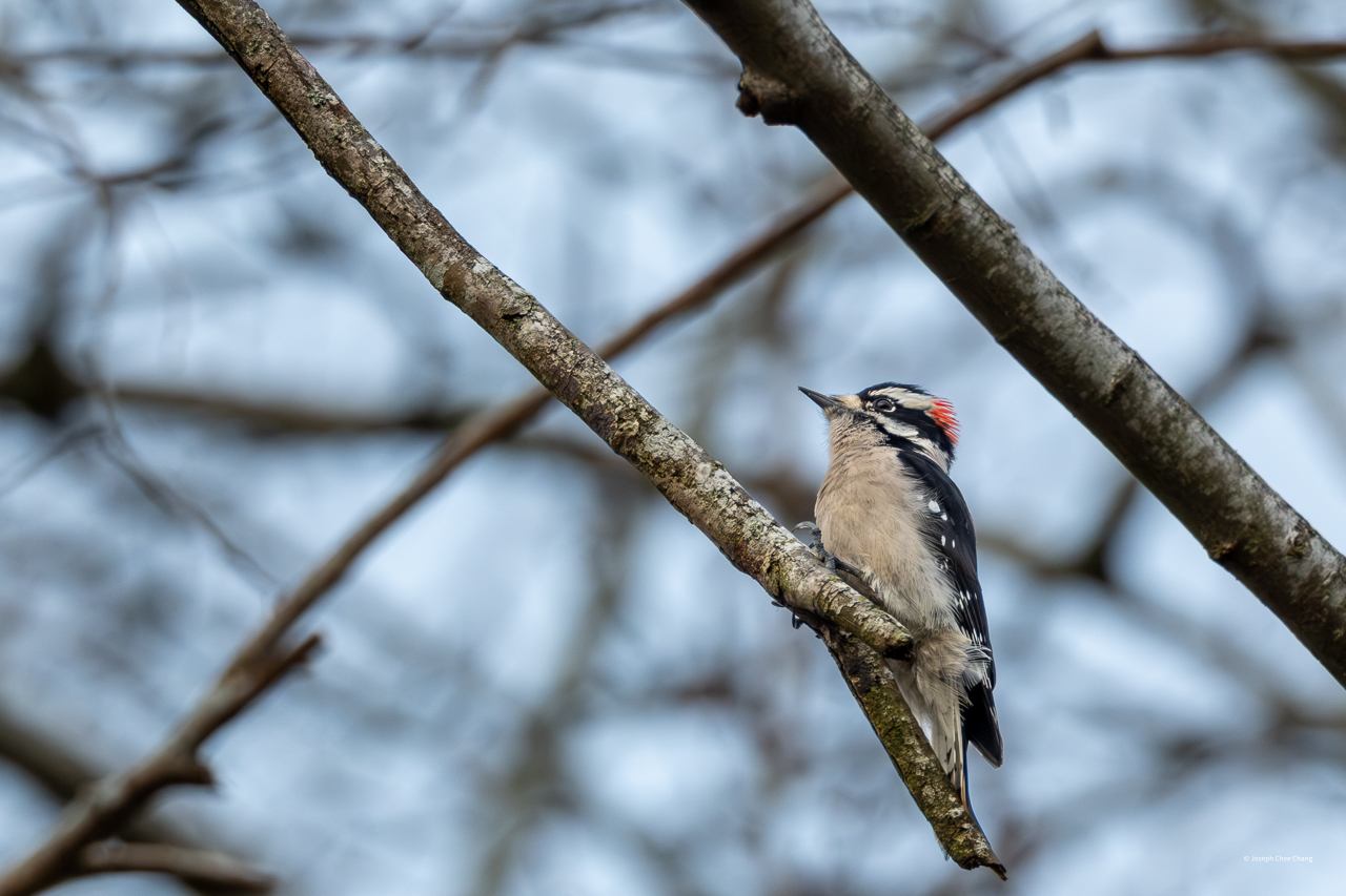 Downey Woodpecker at Juanita Bay