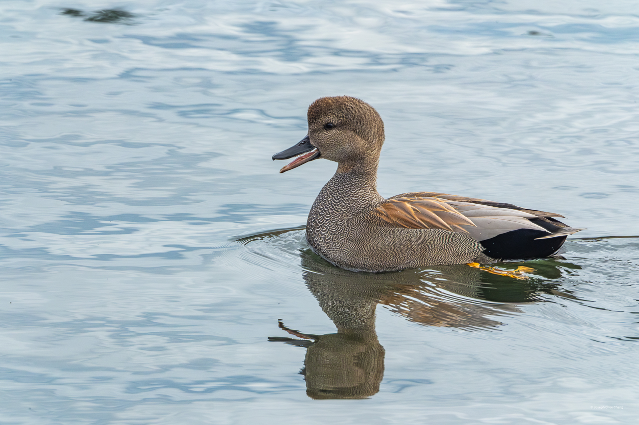 Godwall at Juanita Bay