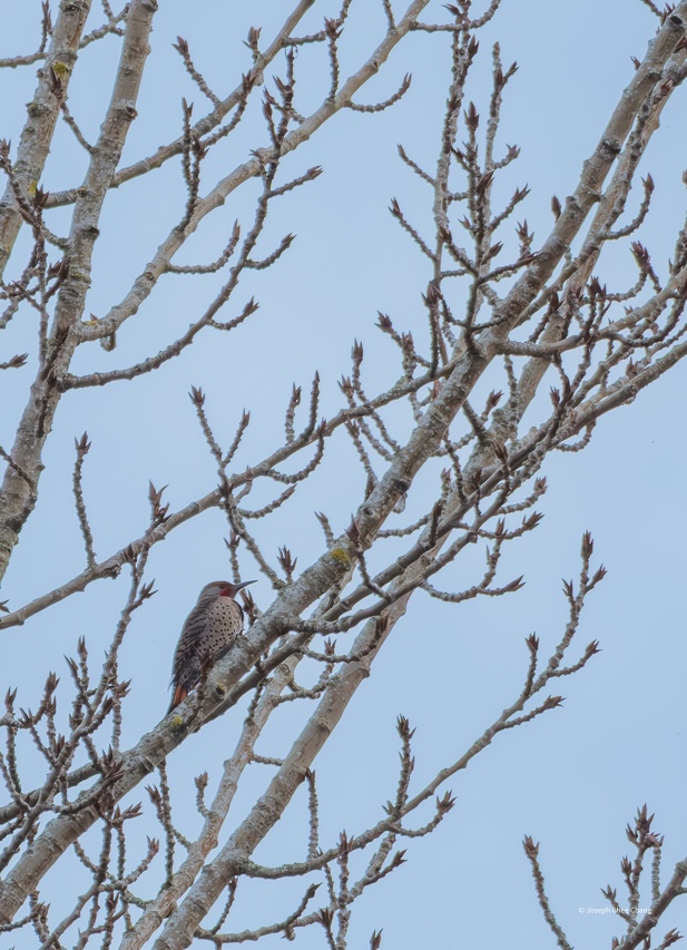 Northern Flicker at Juanita Bay