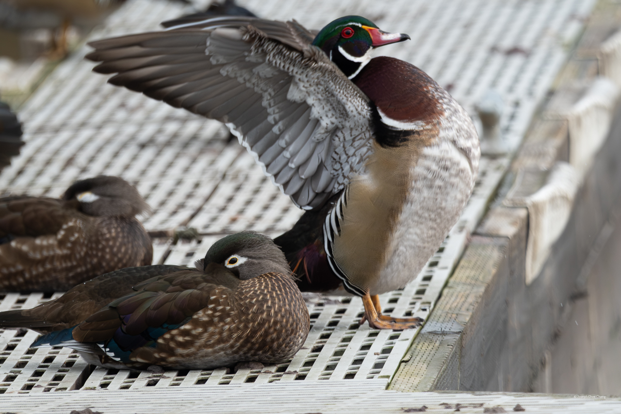 Wood Duck at Juanita Bay