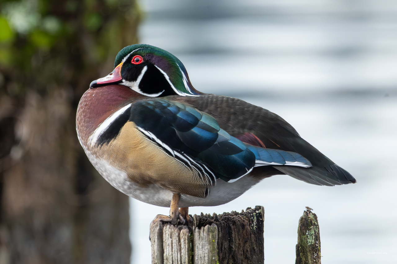 Wood Duck at Juanita Bay