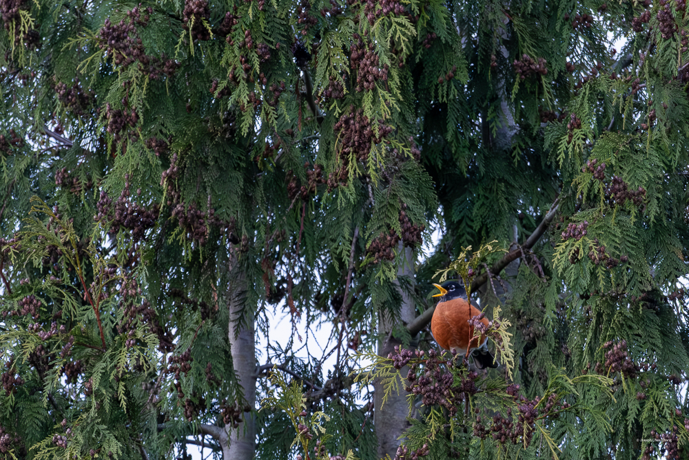 American Robin at Kent