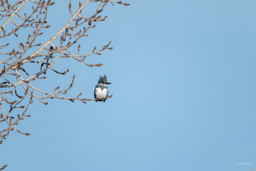 Belted Kingfisher at Mattoon Lake