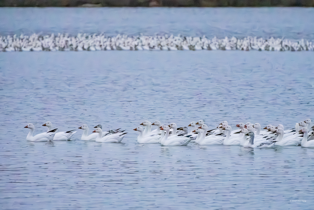 Snow Goose at McNary