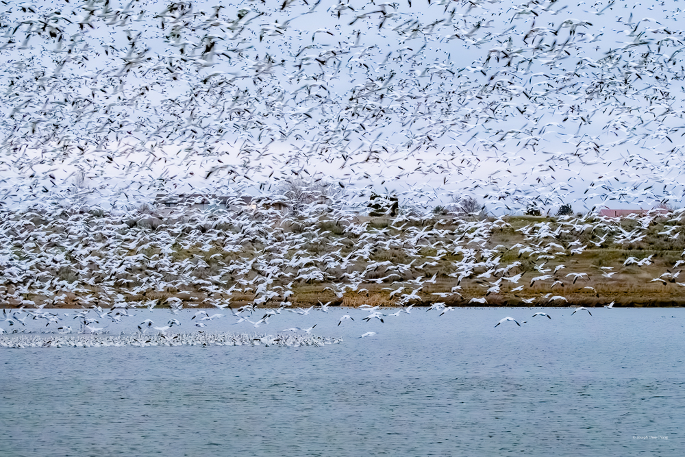 Snow Goose at McNary