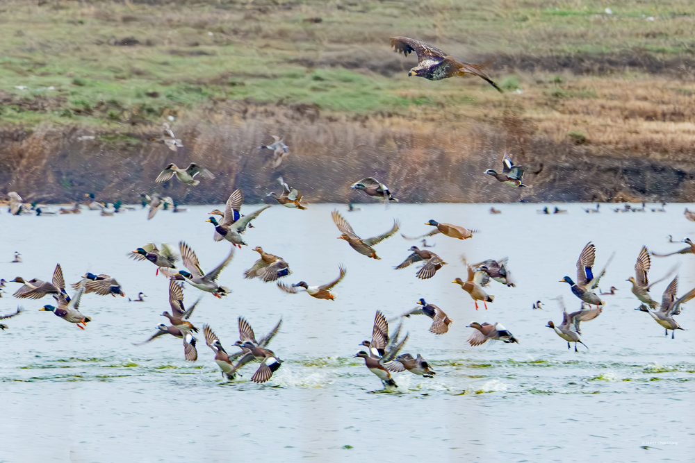 Young Bald Eagle chasing Mallards at McNary
