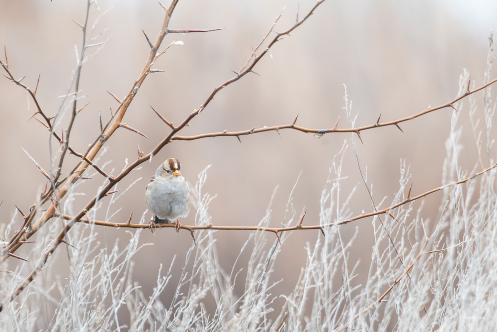Young White-crowned Sparrow at McNary