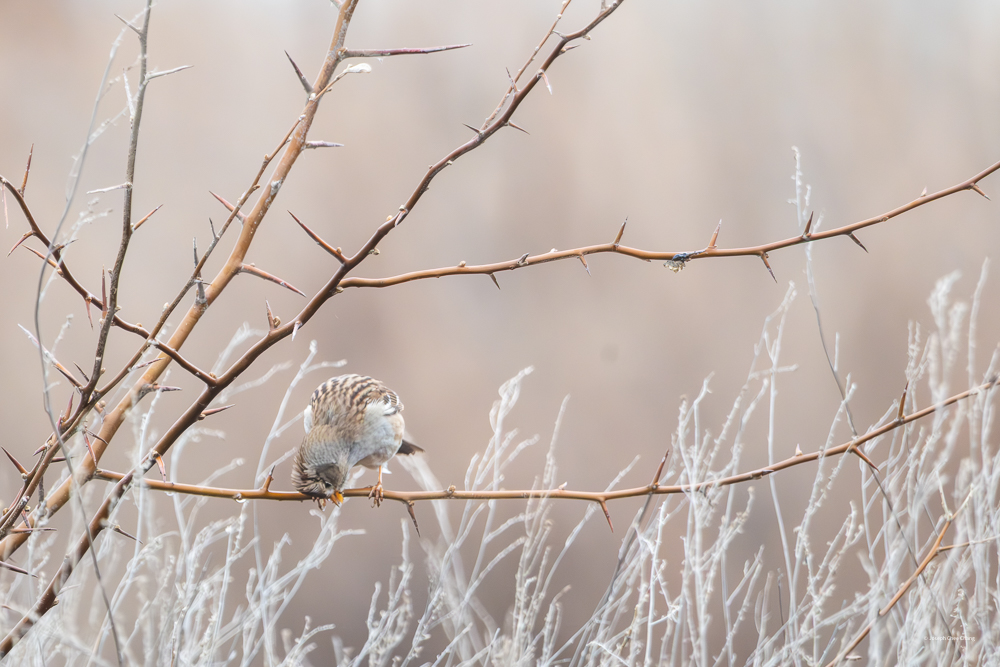 Young White-crowned Sparrow at McNary