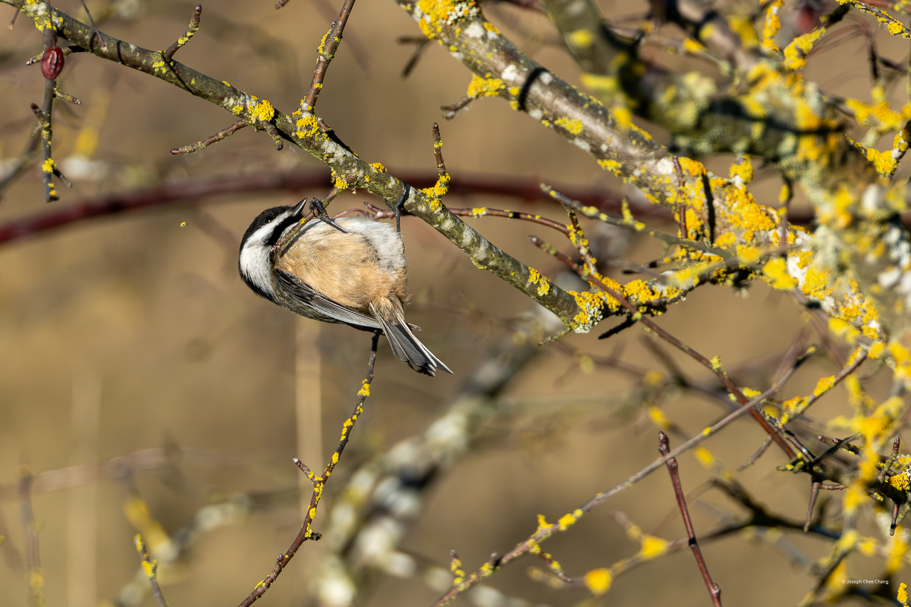 Black-capped Chickadee at Nisqually