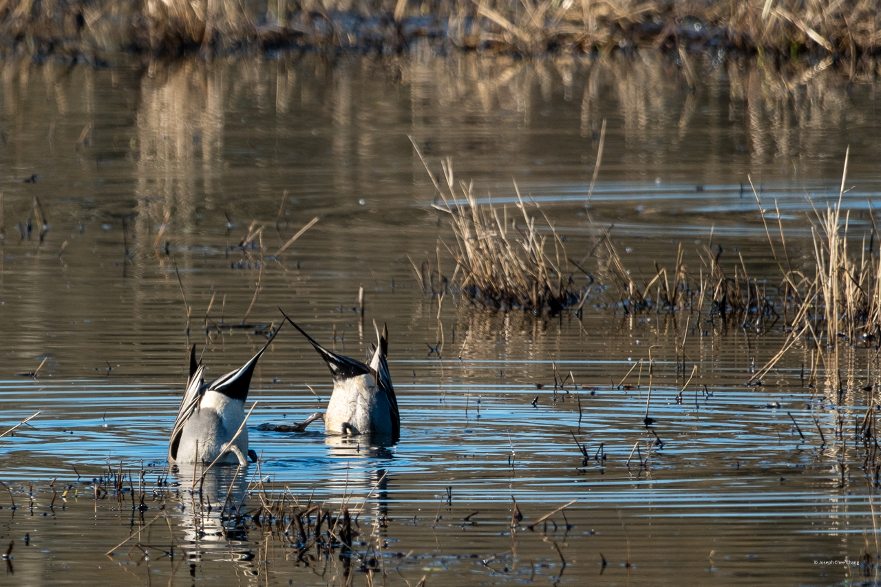 Duck Butts at Nisqually