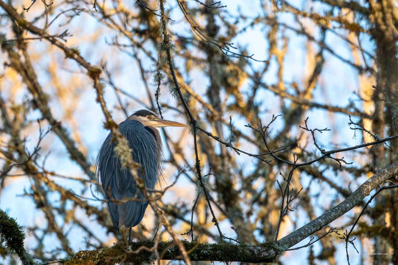 Great Blue Heron at Nisqually