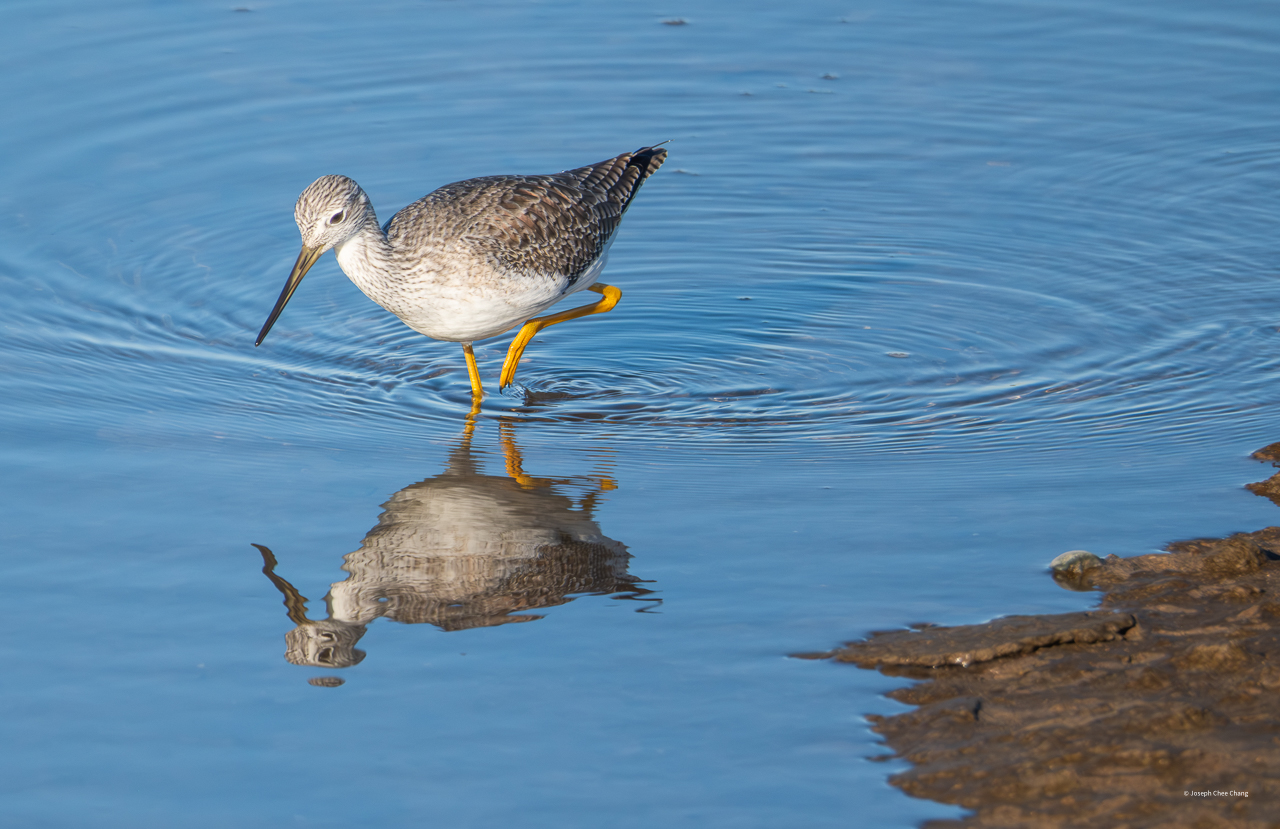 Greater Yellowlegs at Nisqually