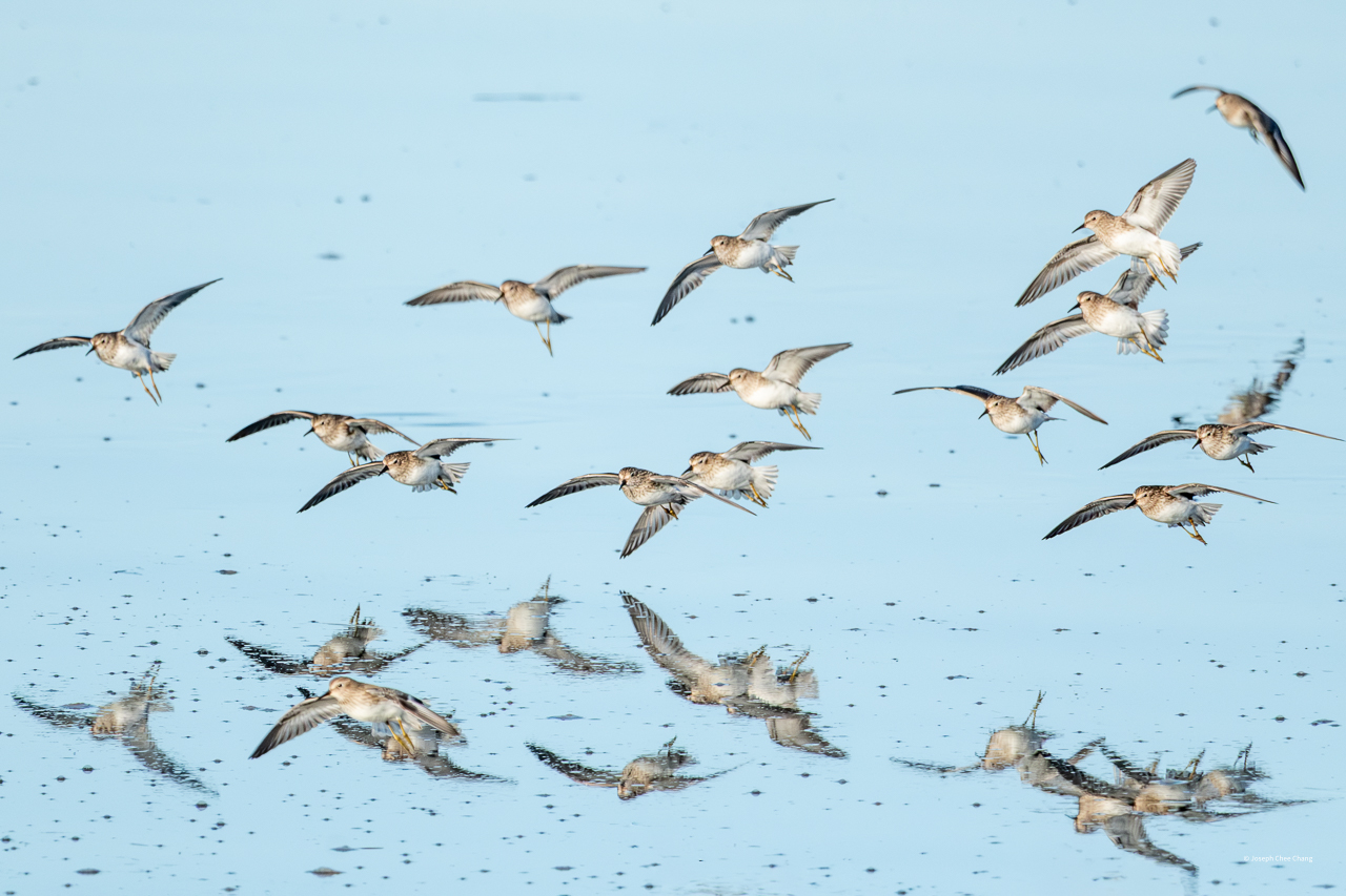 Least Sandpiper at Nisqually