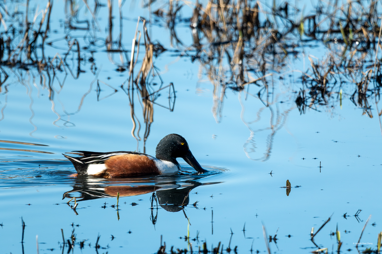 Northern Shoveler at Nisqually