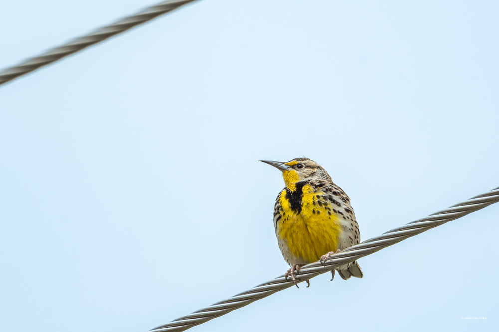 Western Meadowlark at Palous Falls