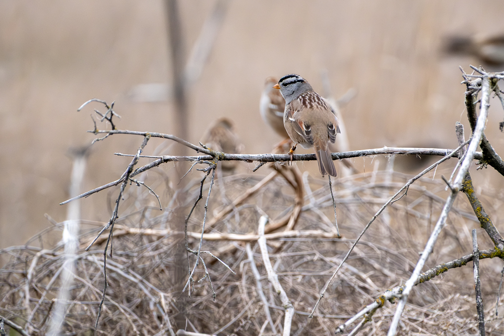 White-crowned sparrow at Palous Falls
