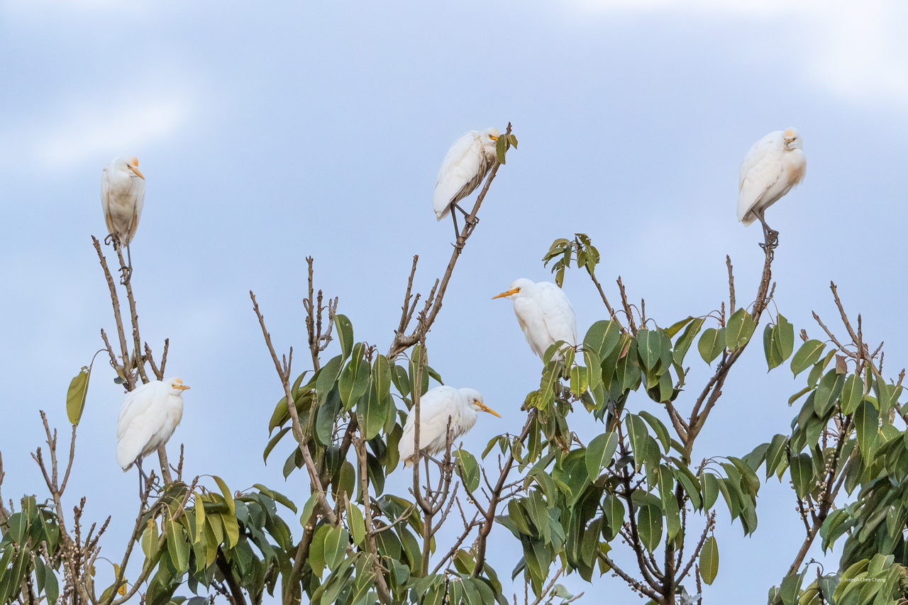 Cattle Egret at Taiwan