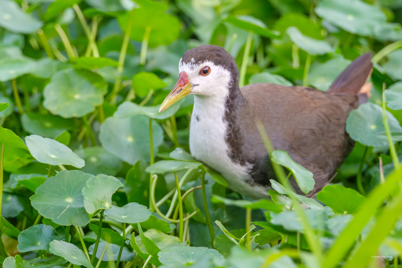 White-breasted Waterhen at Taiwan